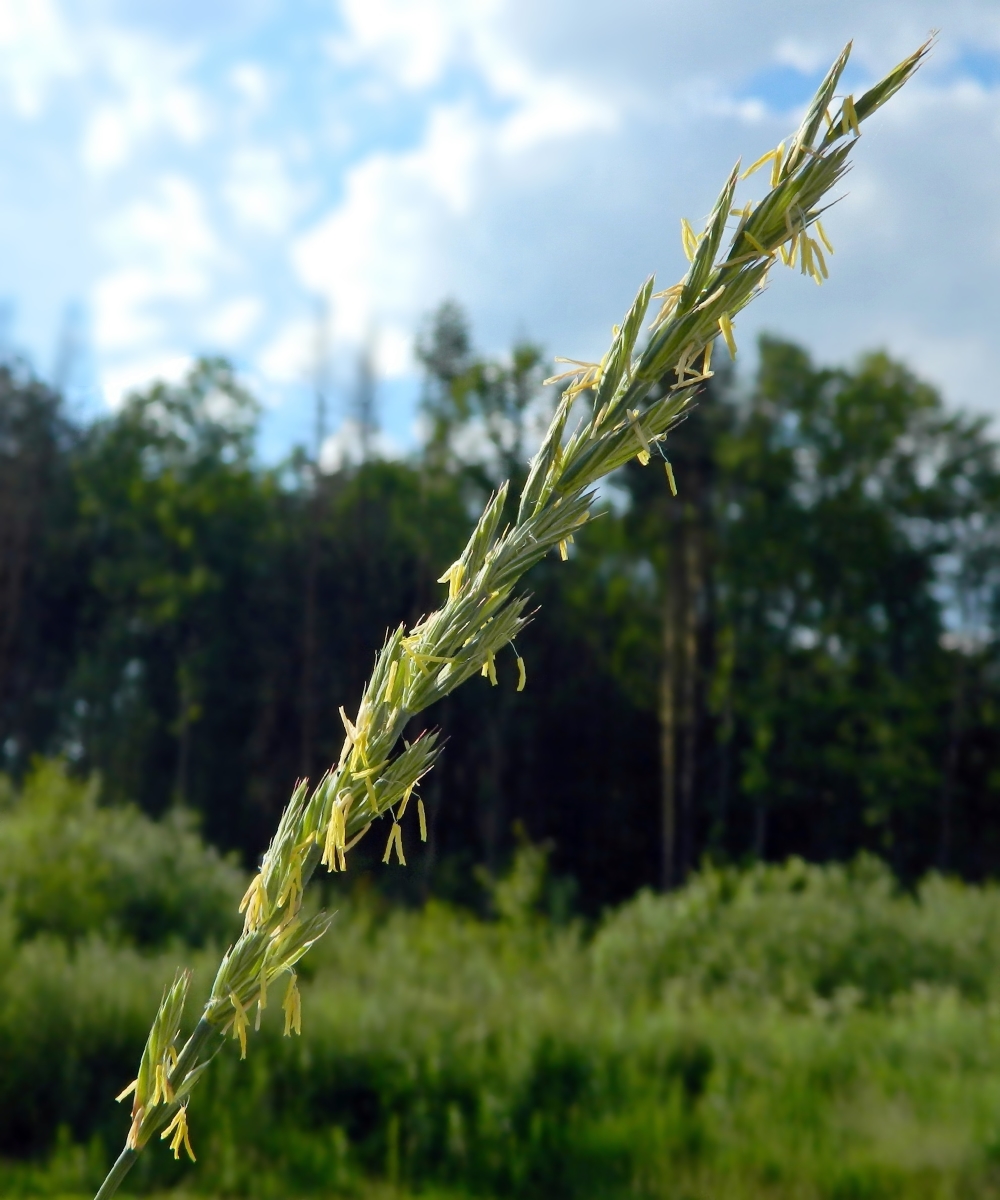 Изображение особи Elytrigia repens.