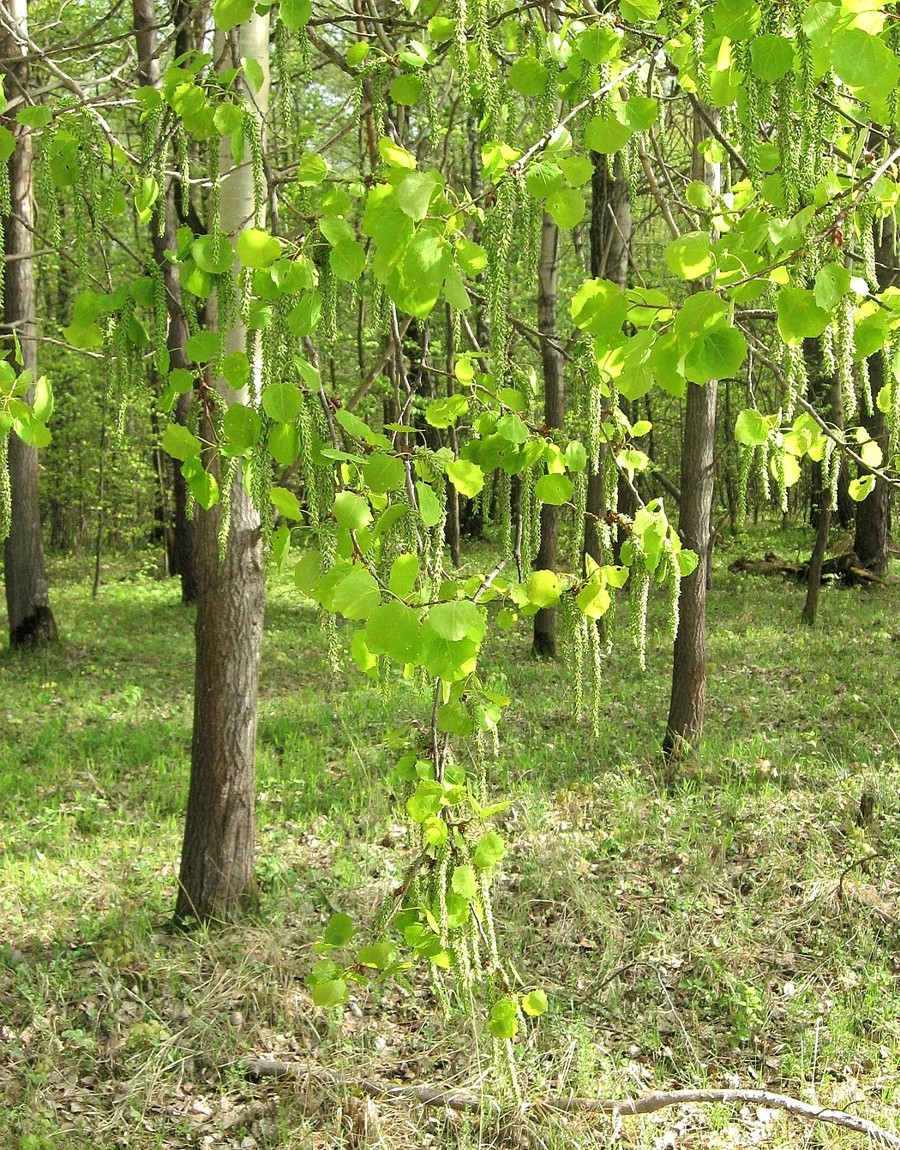 Изображение особи Populus tremula.