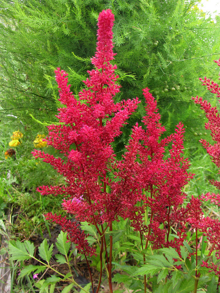 Image of Astilbe chinensis specimen.