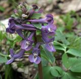 Corydalis solida. Соцветие (хорошо видны характерные зубчатые прицветники). Украина, Киев, заказник \"Лесники\", лиственный лес. 30 марта 2008 г.