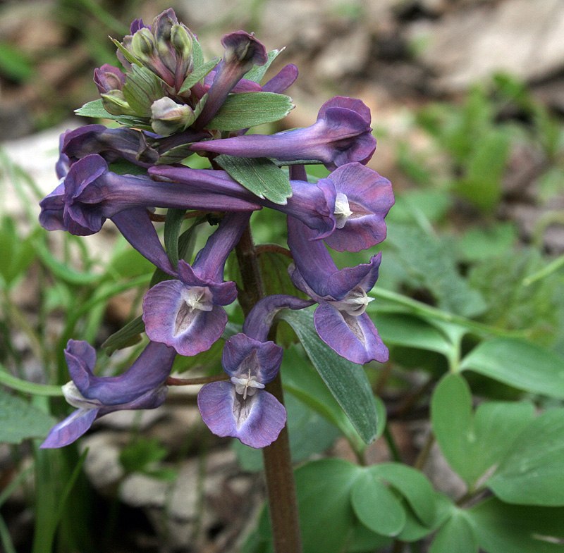 Image of Corydalis solida specimen.