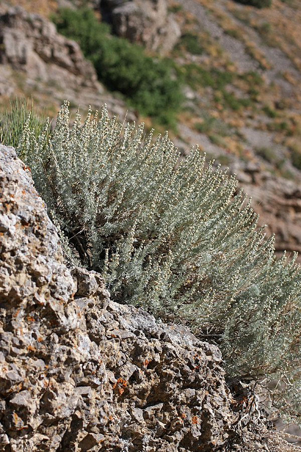 Изображение особи Artemisia rutifolia.