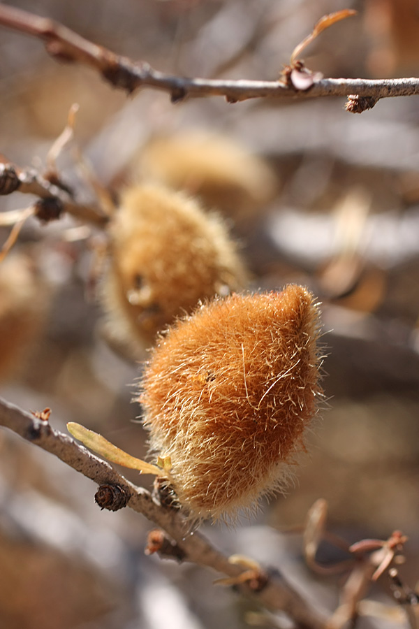 Изображение особи Amygdalus petunnikowii.