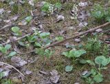 Pyrola media