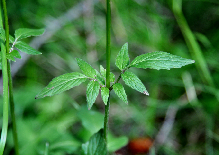 Image of Valeriana altaica specimen.