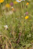 Anthemis melanoloma