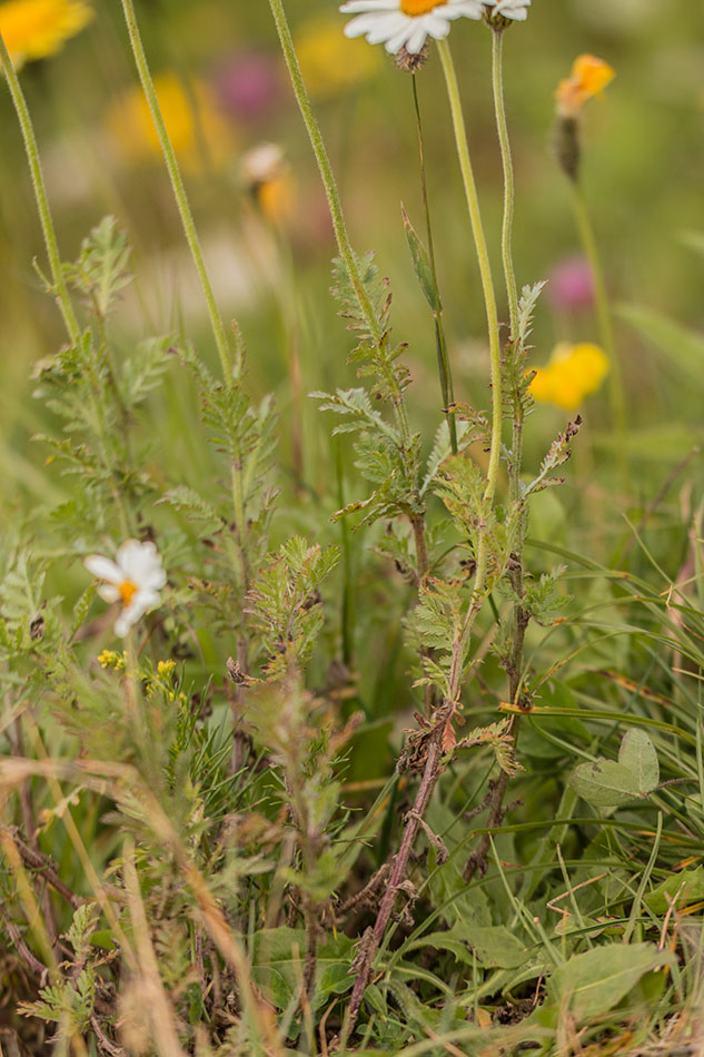 Image of Anthemis melanoloma specimen.