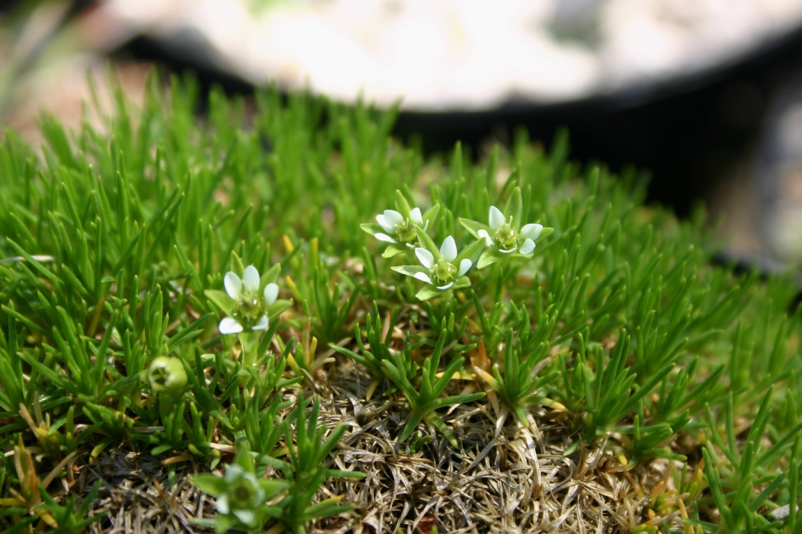 Изображение особи Arenaria kansuensis.