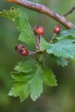 род Crataegus