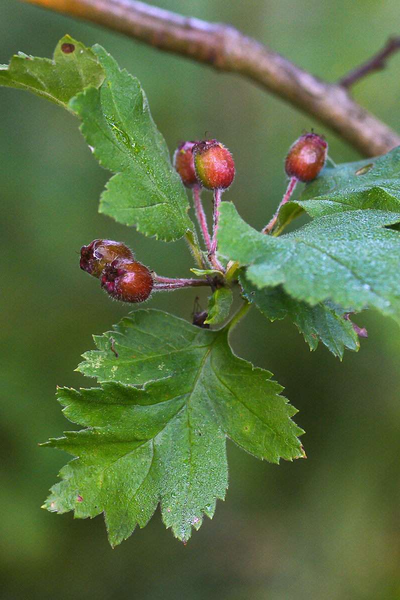 Изображение особи род Crataegus.