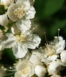 Spiraea chamaedryfolia. Цветки и бутоны. Санкт-Петербург. 29.05.2009.