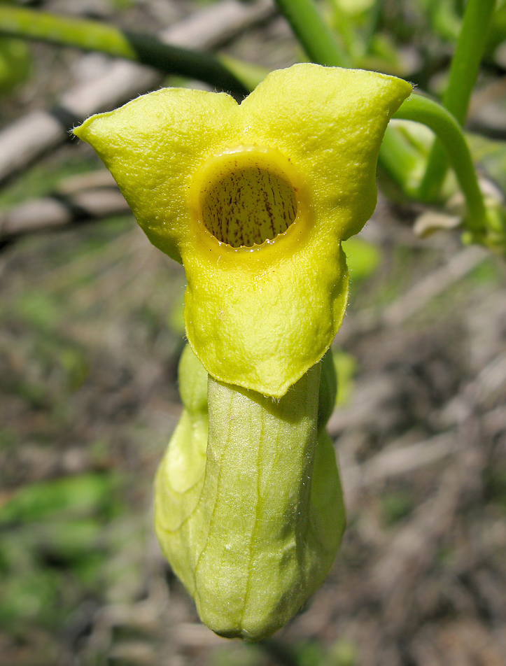 Изображение особи Aristolochia manshuriensis.