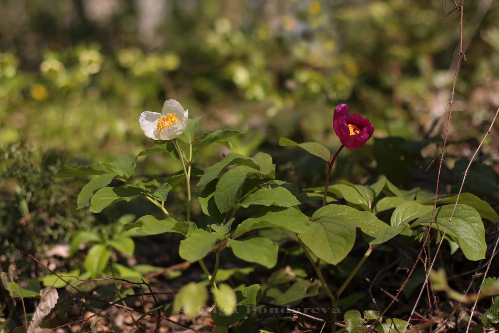 Изображение особи Paeonia caucasica.