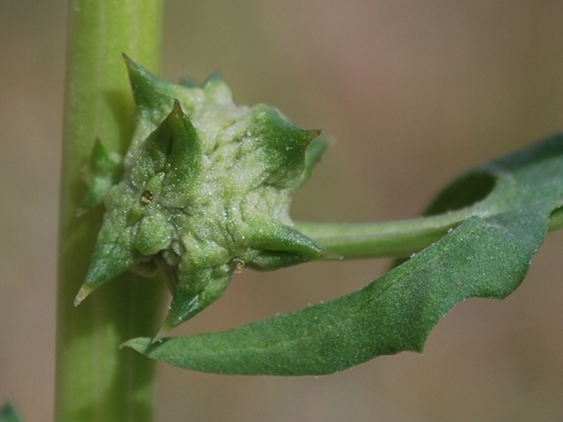 Image of Spinacia turkestanica specimen.