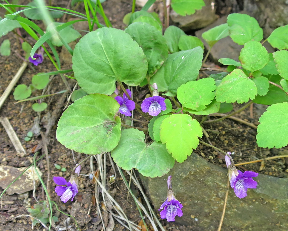 Изображение особи Viola primorskajensis.