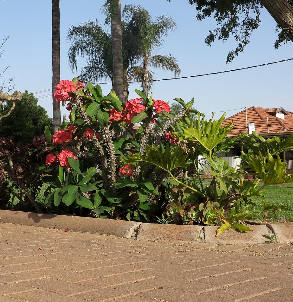 Image of Euphorbia splendens specimen.