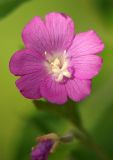 Epilobium hirsutum. Цветок. Санкт-Петербург, Пискарёвский парк. 31.07.2009.