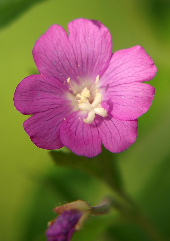 Изображение особи Epilobium hirsutum.