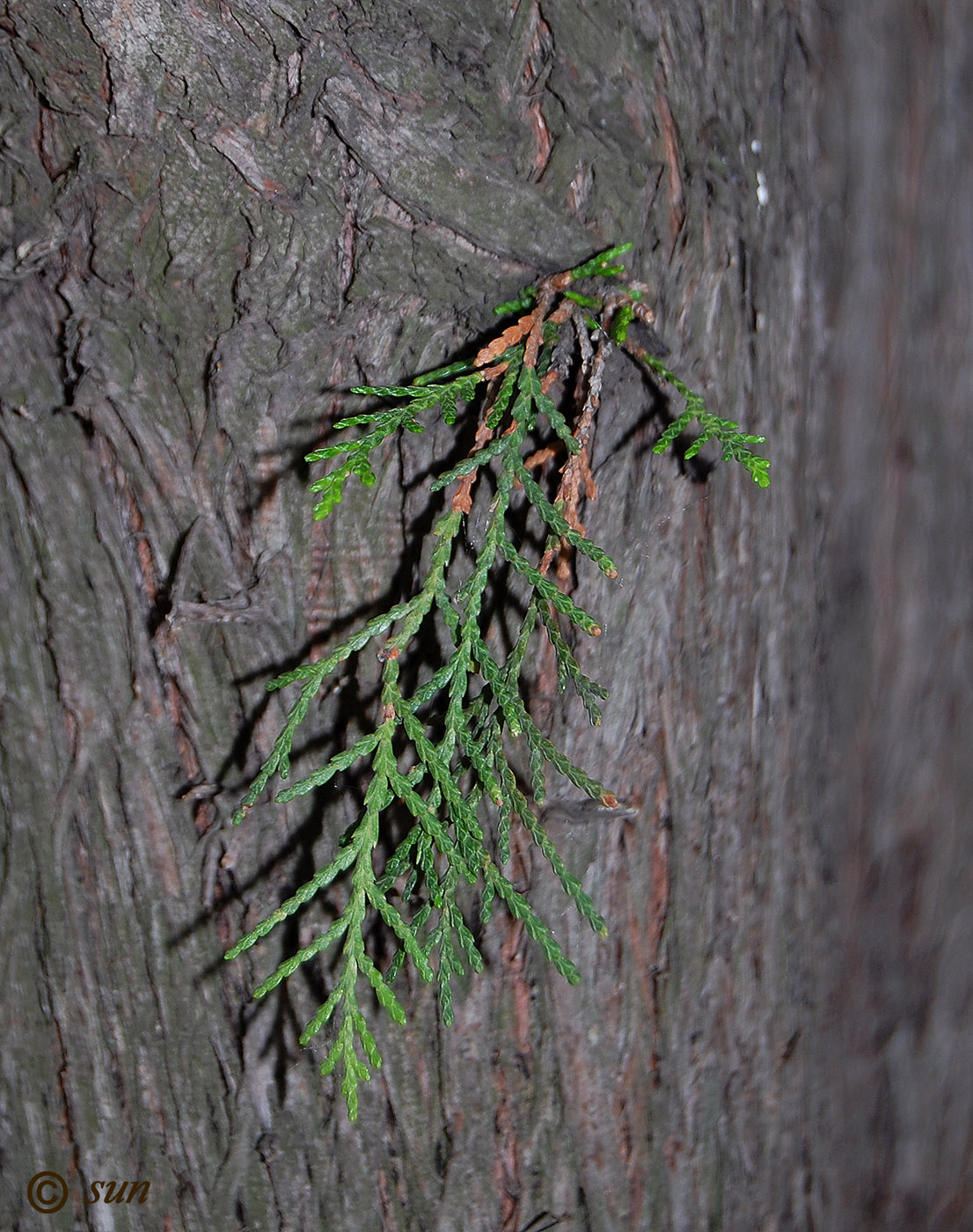 Изображение особи Platycladus orientalis.