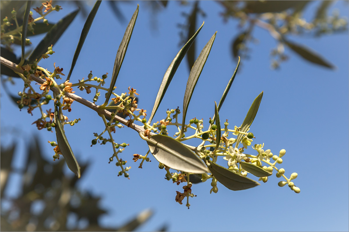 Image of Olea europaea specimen.