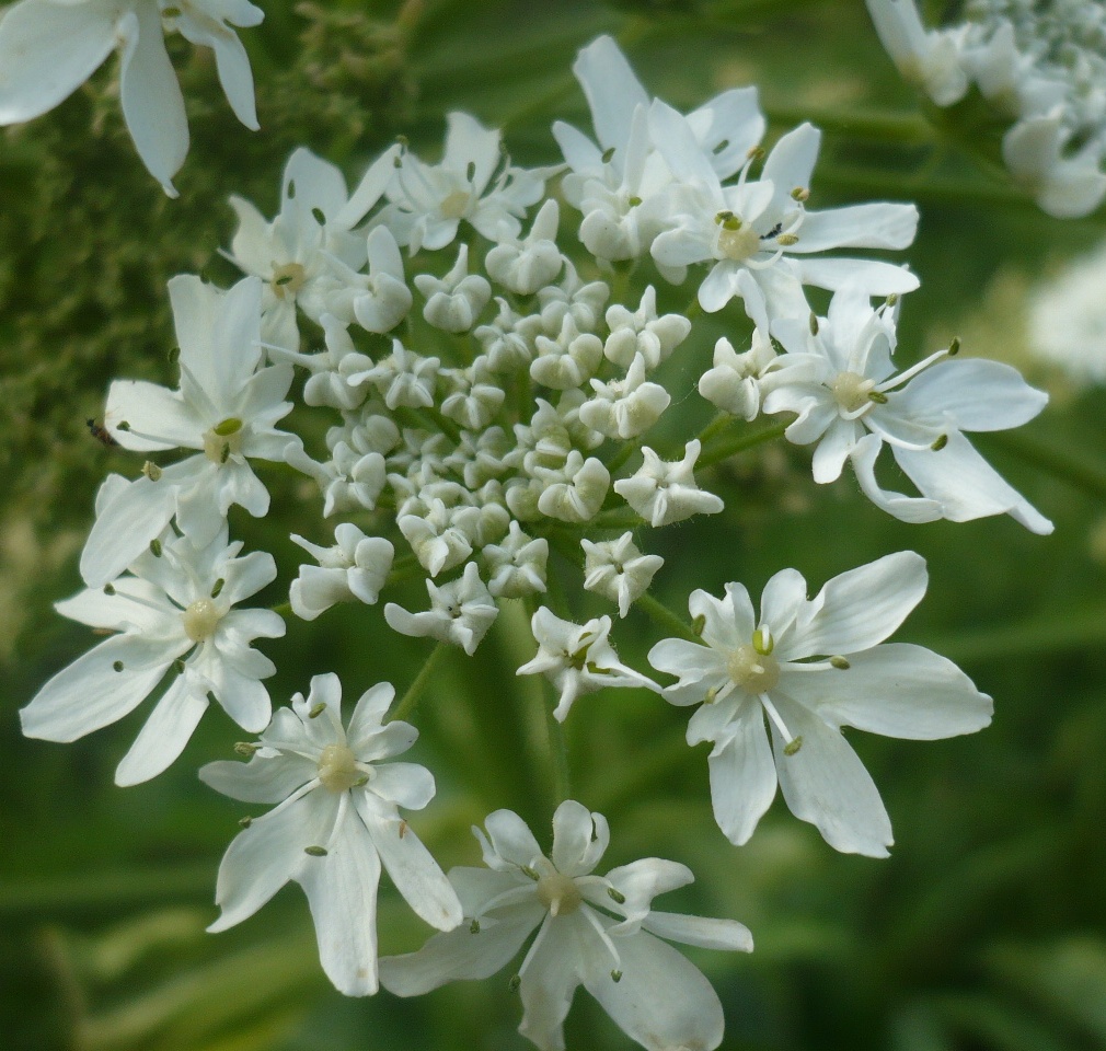 Image of Heracleum dissectum specimen.