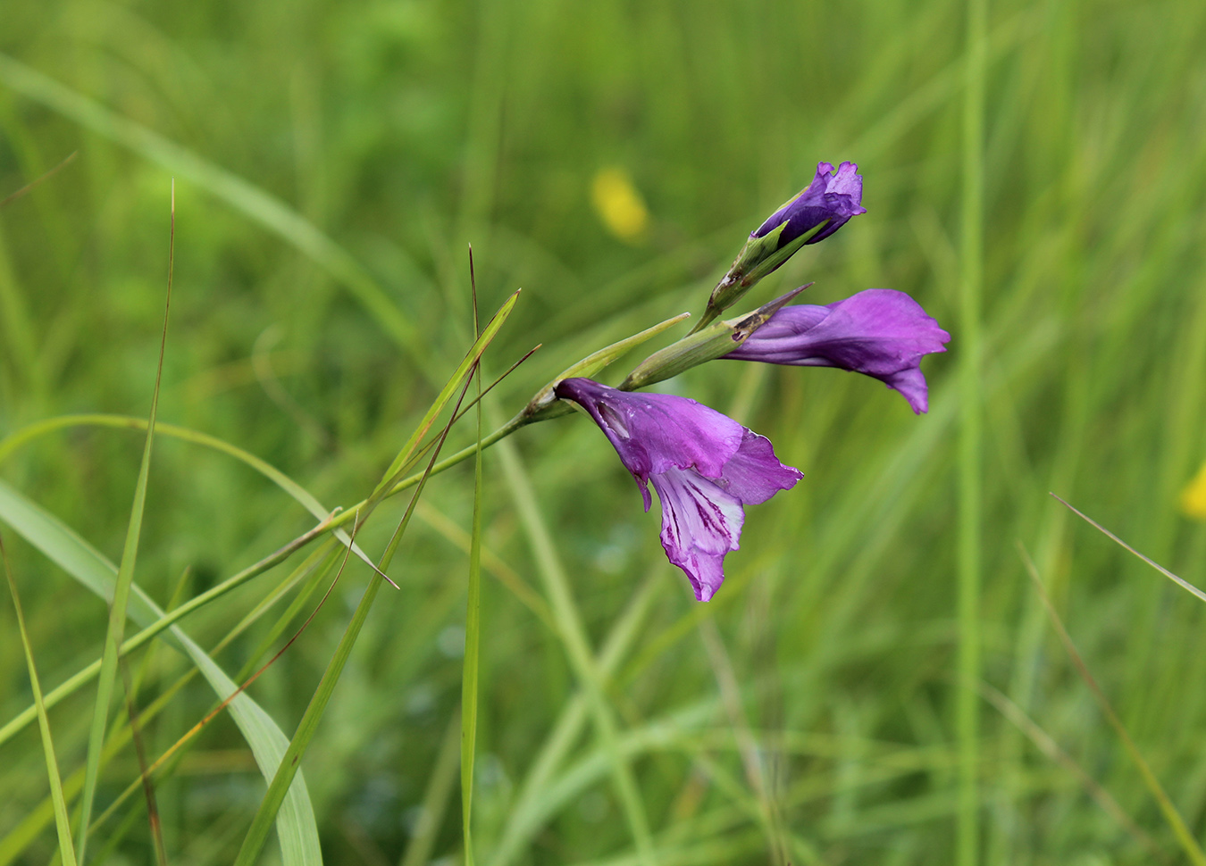 Image of Gladiolus imbricatus specimen.