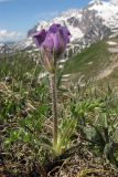 Pulsatilla violacea. Цветущее растение. Адыгея, Кавказский биосферный заповедник, гора Гузерипль, северо-западный склон, ≈ 2050 м н.у.м., альпийский луг. 12.06.2016.