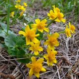 Caltha palustris