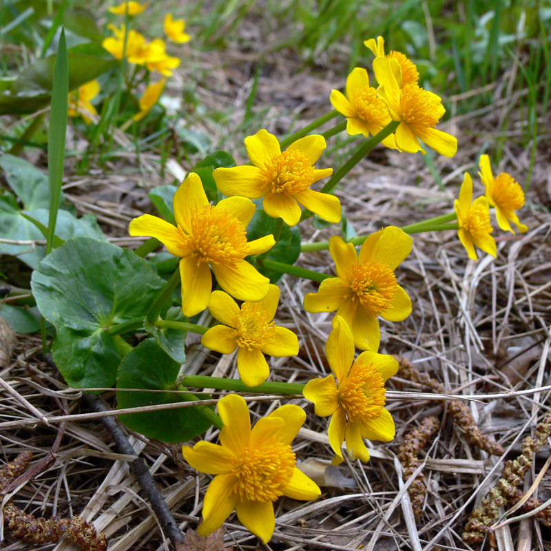 Изображение особи Caltha palustris.