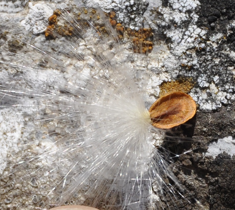 Image of Vincetoxicum fuscatum specimen.