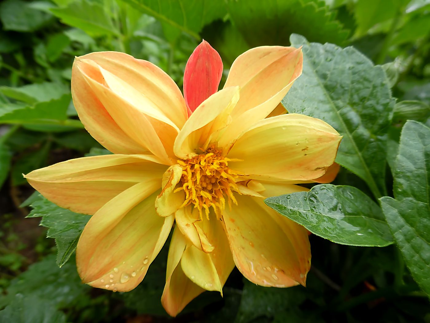 Image of Dahlia pinnata specimen.