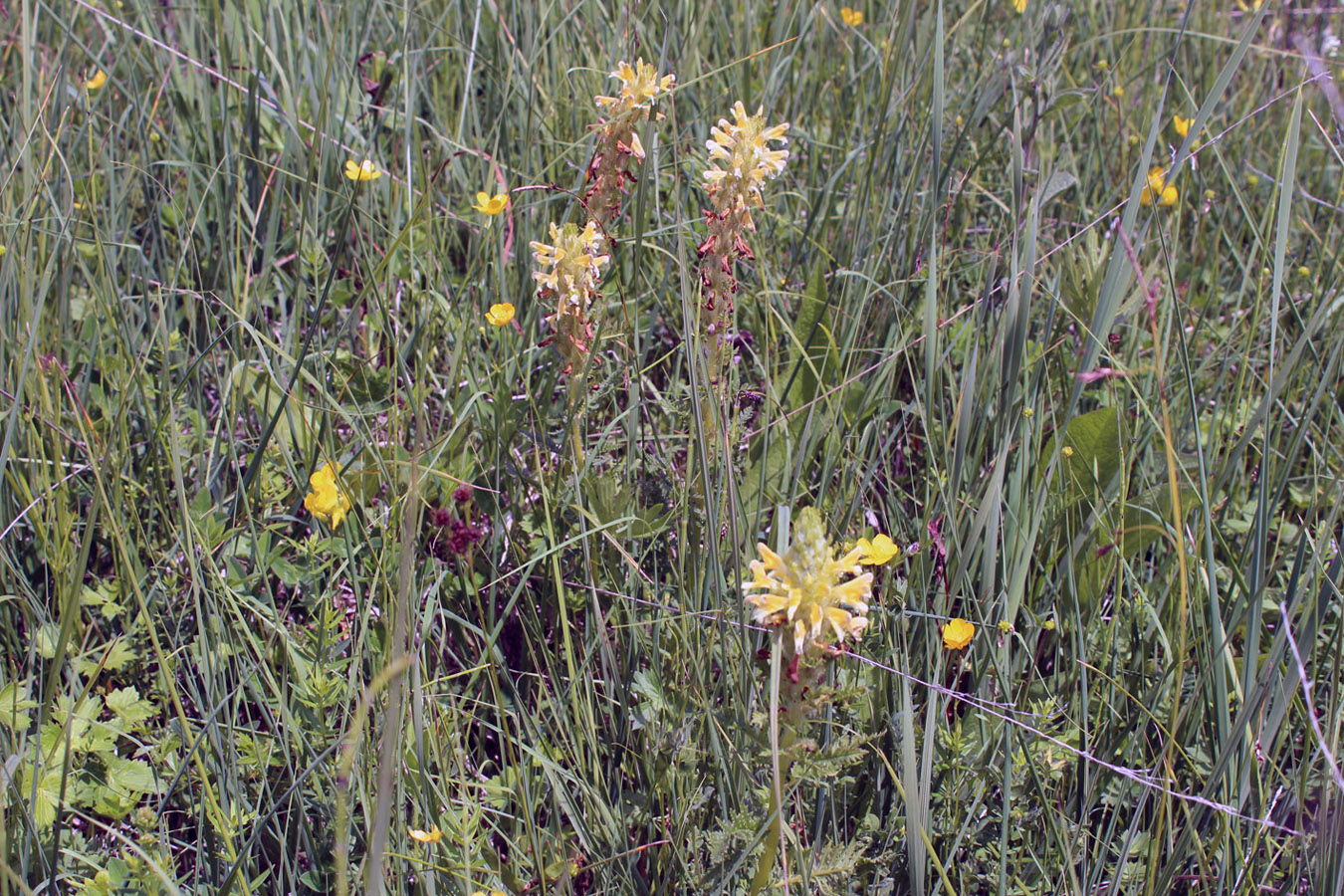 Изображение особи Pedicularis condensata.