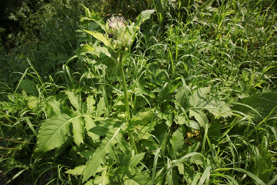 Image of Cirsium oleraceum specimen.