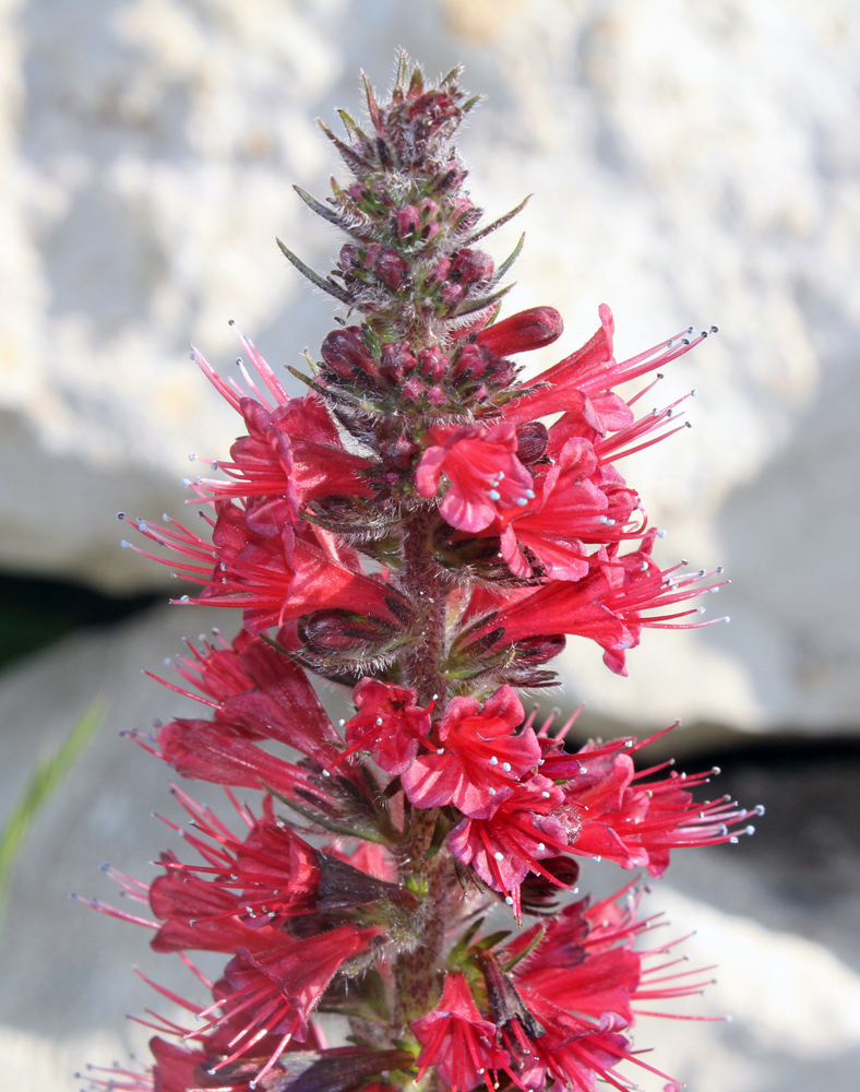 Изображение особи Echium russicum.