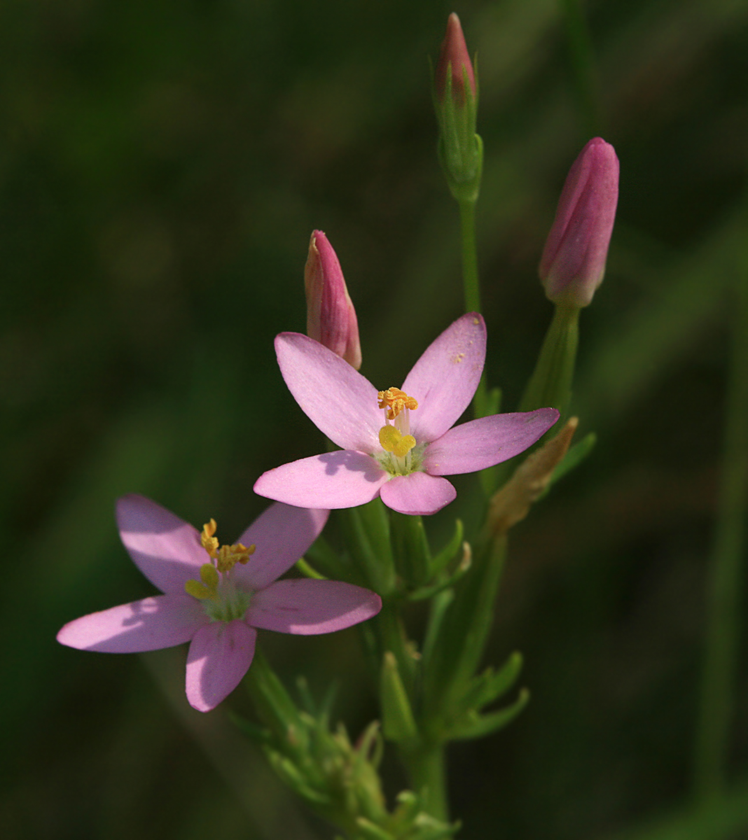 Изображение особи Centaurium erythraea.