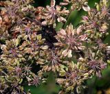 Angelica sylvestris. Созревшие соплодия. Московская обл., Раменский р-н, окр. ж.-д. платформы Хрипань, просека под ЛЭП. 10.08.2016.