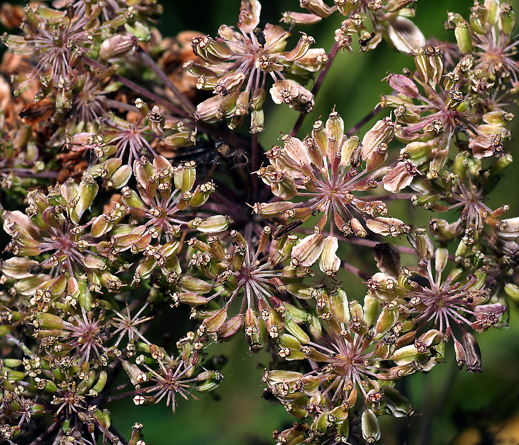 Изображение особи Angelica sylvestris.