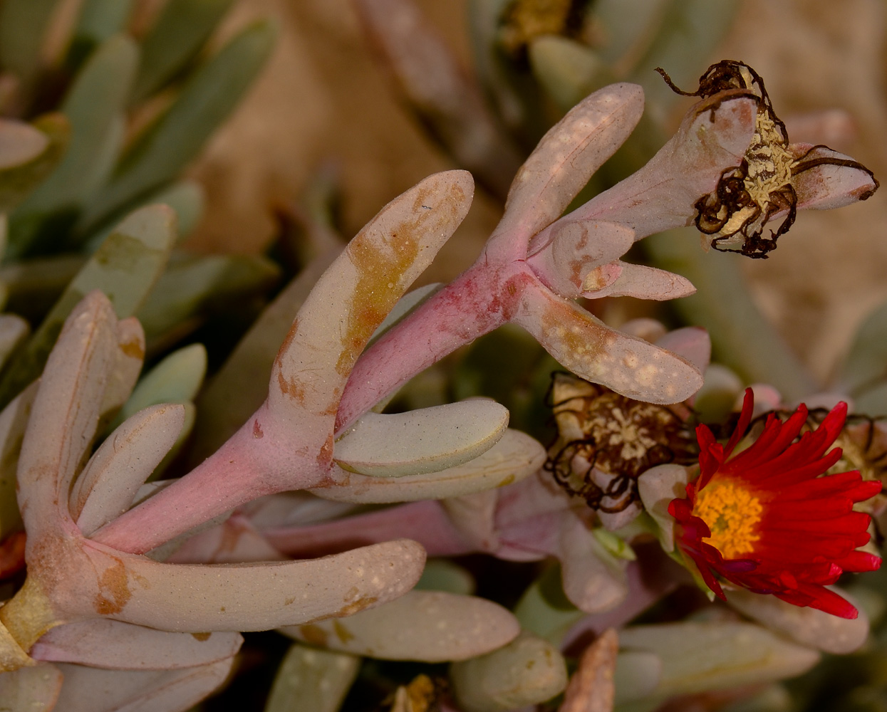 Изображение особи Malephora crocea.