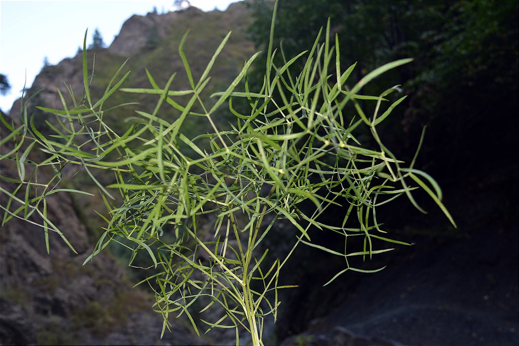 Image of familia Apiaceae specimen.