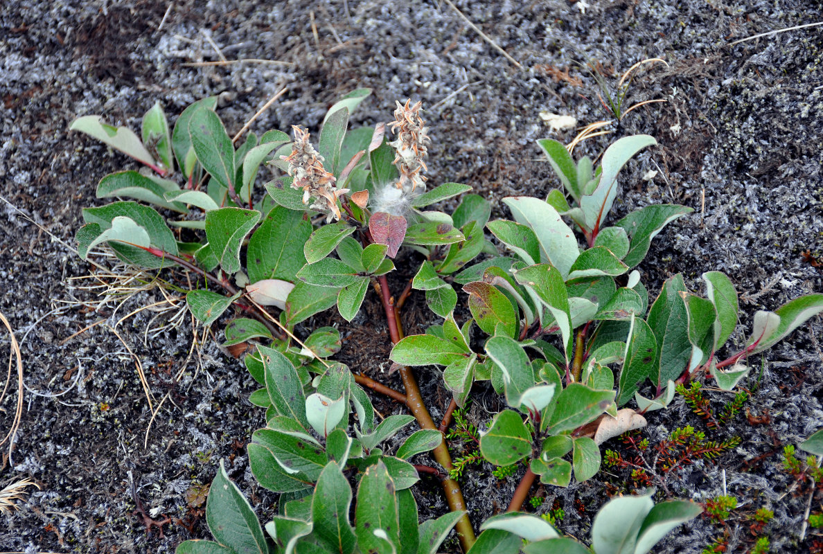 Image of Salix arctica specimen.