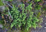Juniperus communis. Ветвь вегетирующего растения. Исландия, национальный парк Ватнайокюдль (северная часть), долина Вестурдалур, каменистый склон. 05.08.2016.