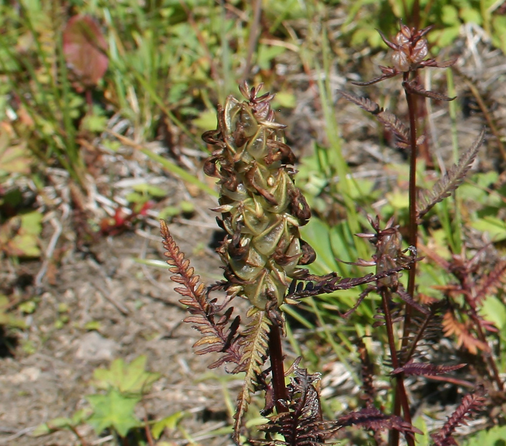 Image of Pedicularis compacta specimen.