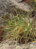 genus Helictotrichon. Растение в нише скалы. Казахстан, Тянь-Шань, хр. Илейский Алатау, Большое Алмаатинское ущ., вблизи озера. 12.06.2016.