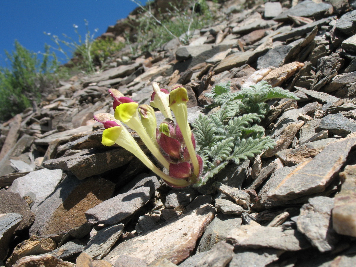 Изображение особи Scutellaria przewalskii.