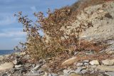 Atriplex aucheri