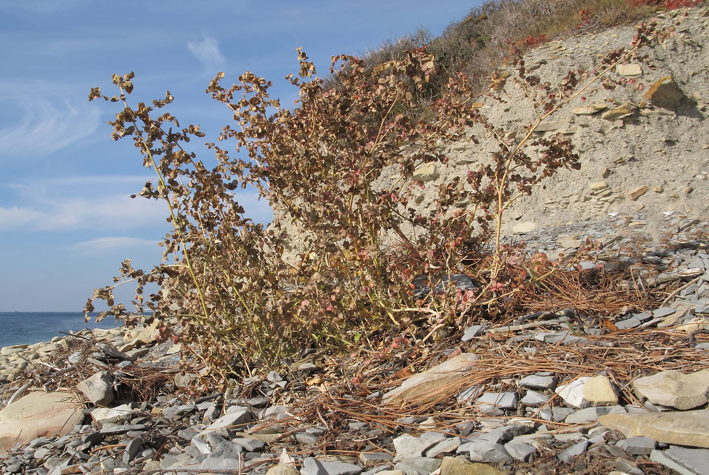 Image of Atriplex aucheri specimen.