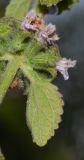 Ballota philistaea