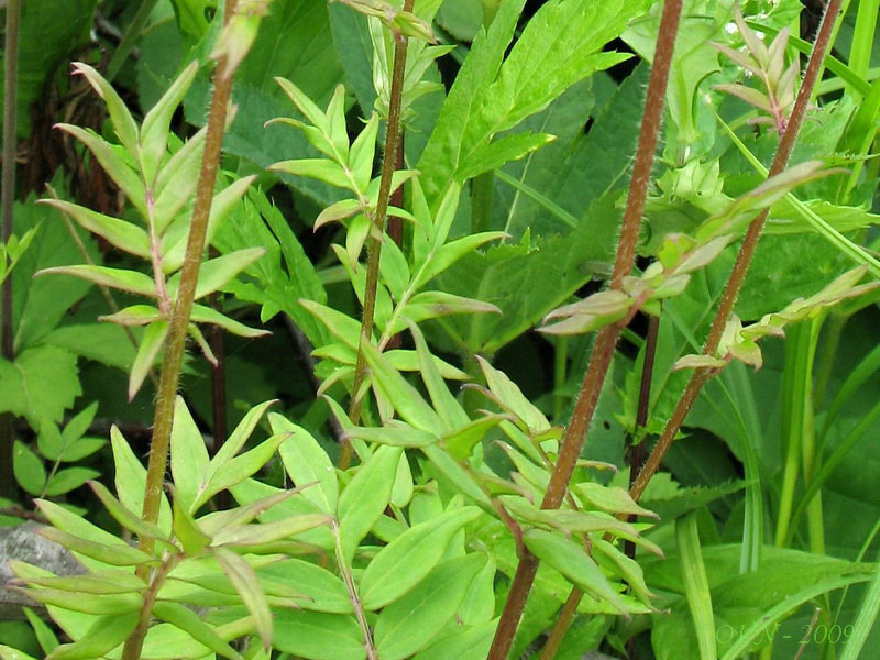 Изображение особи Polemonium laxiflorum.