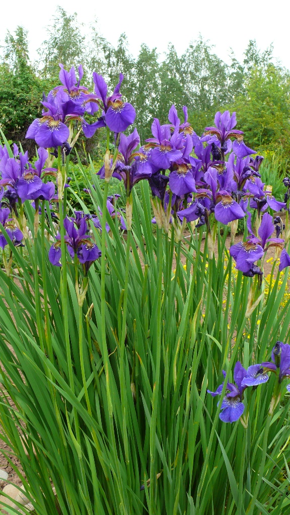 Image of Iris sanguinea specimen.