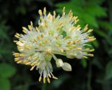 Allium condensatum. Соцветие с каплями дождя. Приморский край, Хасанский р-н, окр. горы Голубиный утес, дюны на приморской террасе. 23.07.2016.